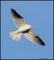 _2SB0238 white-tailed kite